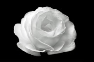 white-rose-on-the-black-background